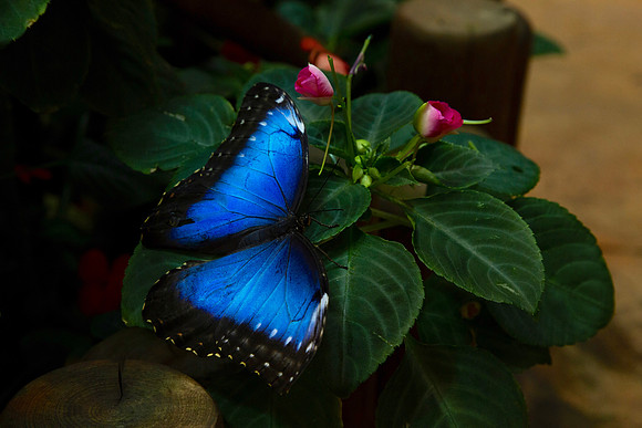 Blue Rest