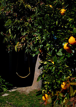 Citrus Swing