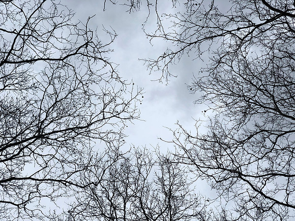 Reaching for Spring