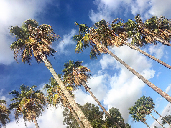 Palm Gazing