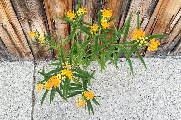 Weeds