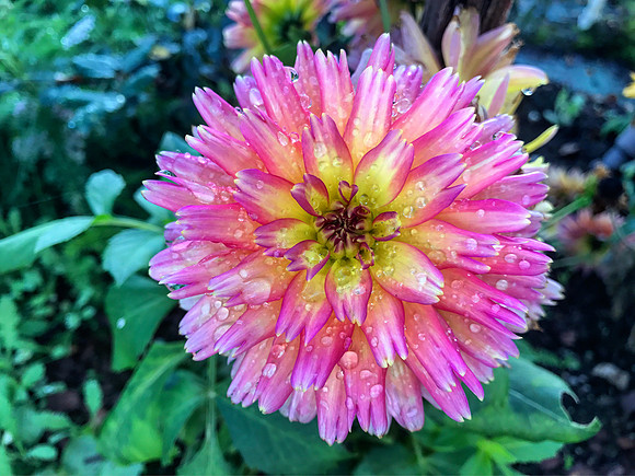 Pink Burst