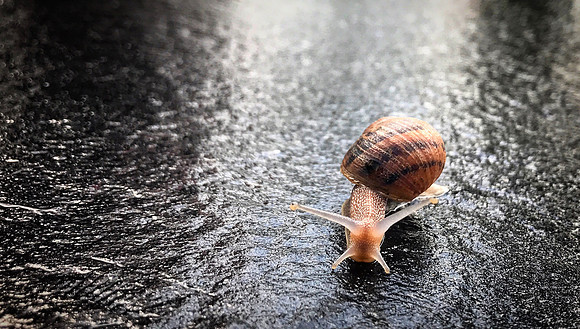 Snail Pal