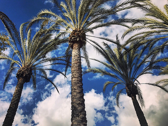 Palms on Blue