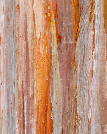 Bark Beauty