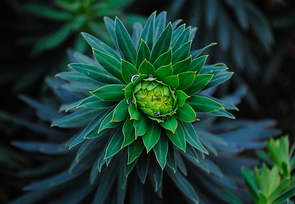 Sunburst Succulent