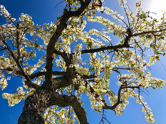 Bloom