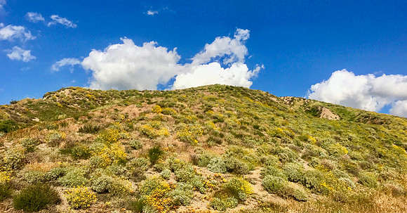 California Hillside