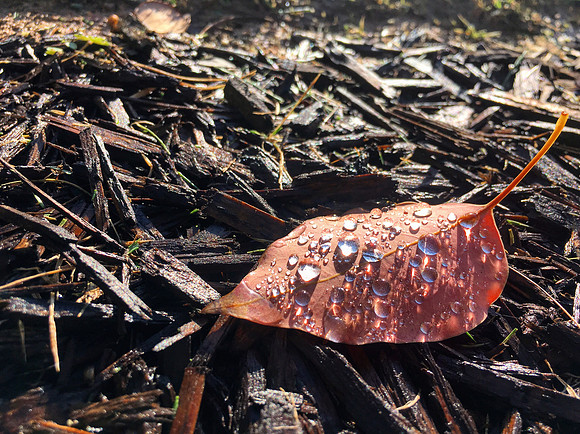 Dew