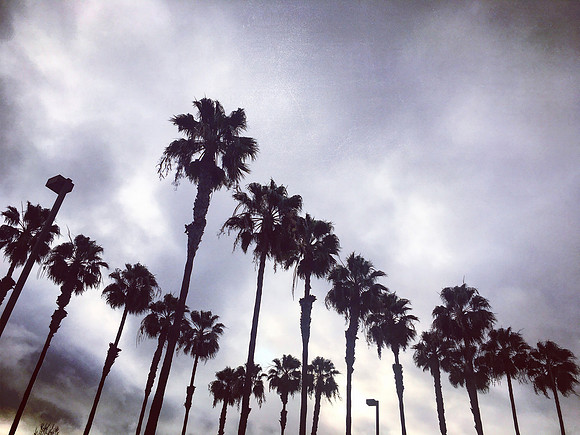 Stormy Palms