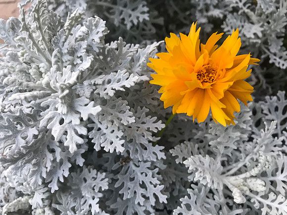 Like the Winter Sun