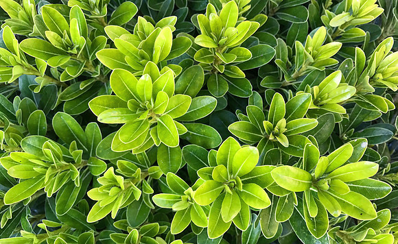 Green Dream
