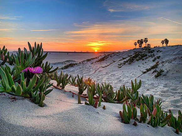Seal Beach Dunes