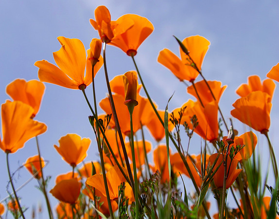 California Poppies